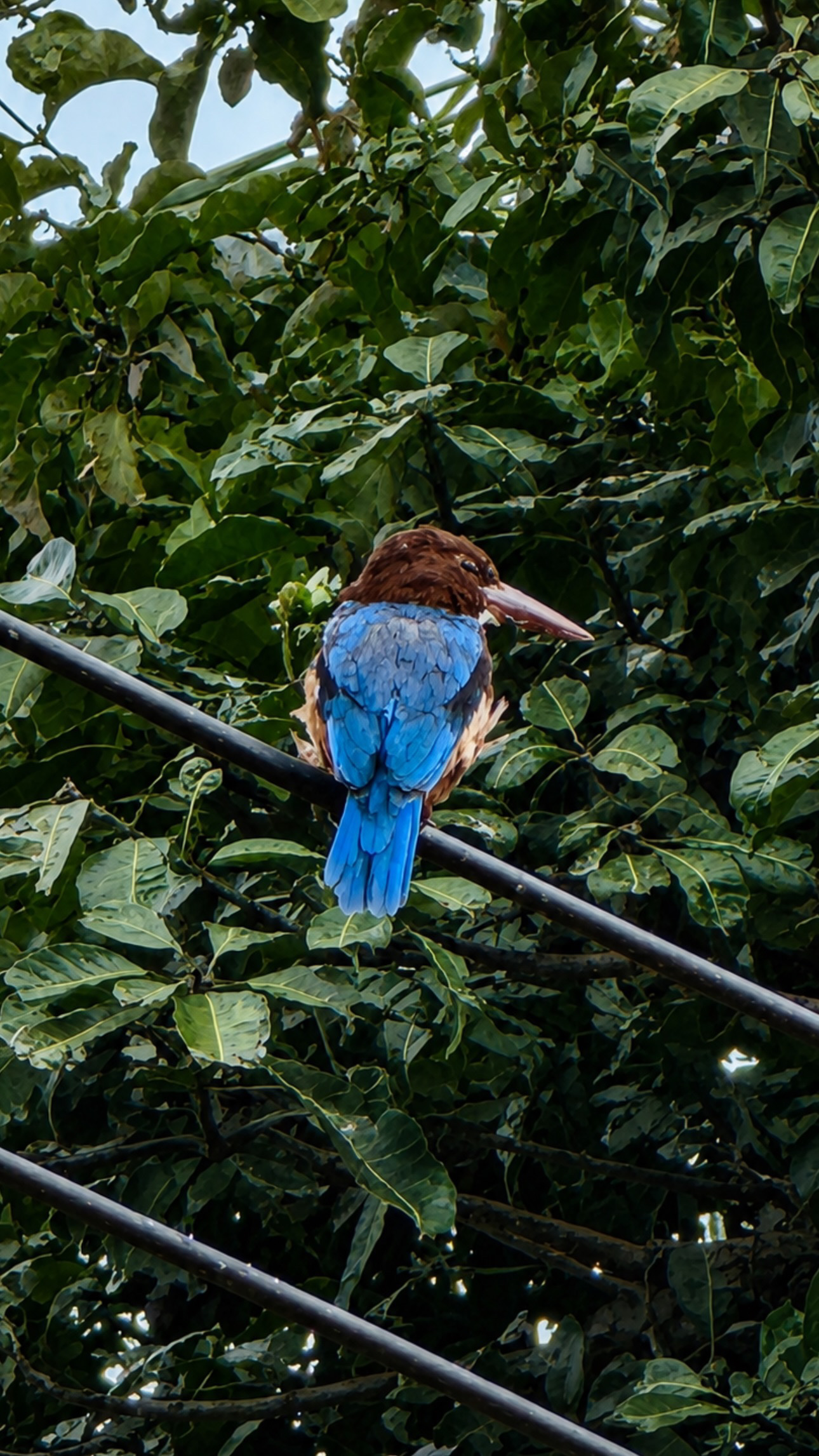 A blue bird with a brown head perches among green leaves and dark branches