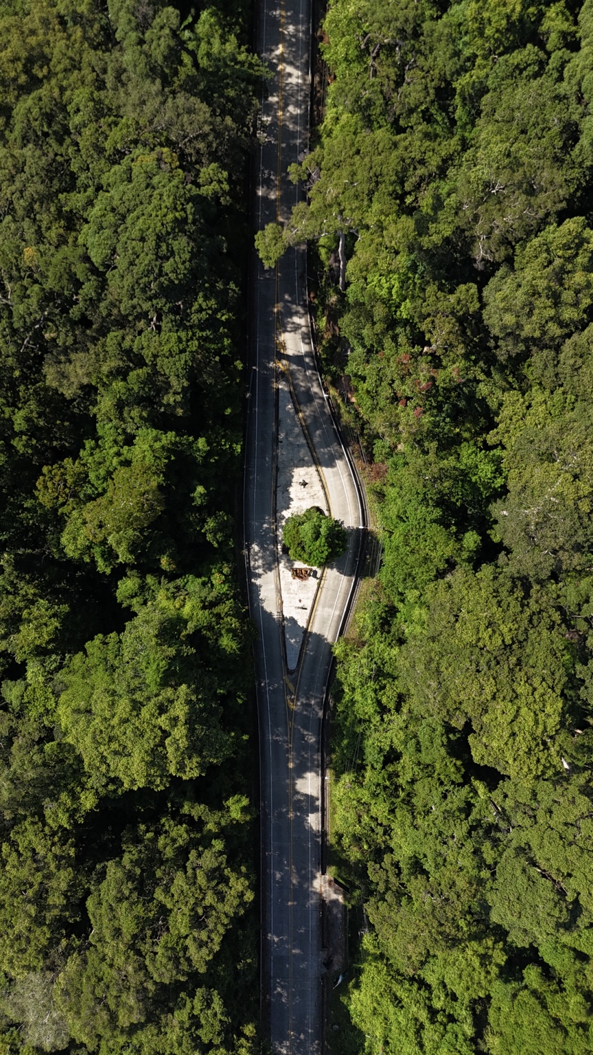 A winding paved road passing between dense green forest canopies, photographed from directly above