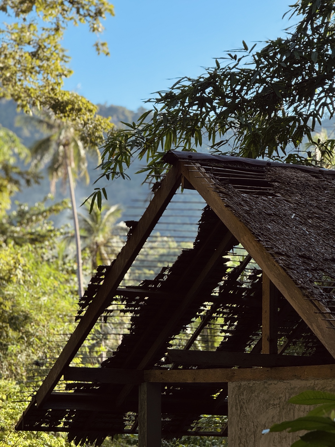 A simple triangular wooden roof stands in dappled light among palms and tropical trees