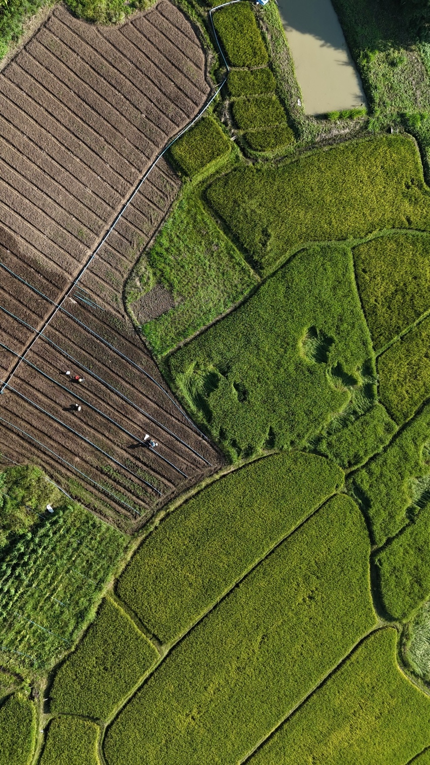 Green fields and parallel cultivated rows separated by narrow paths and small pools, seen from above