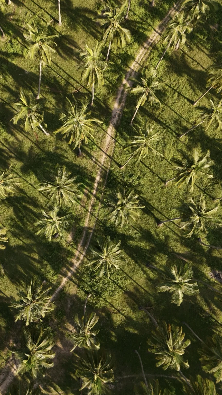 Coconut palms and long shadows photographed from above