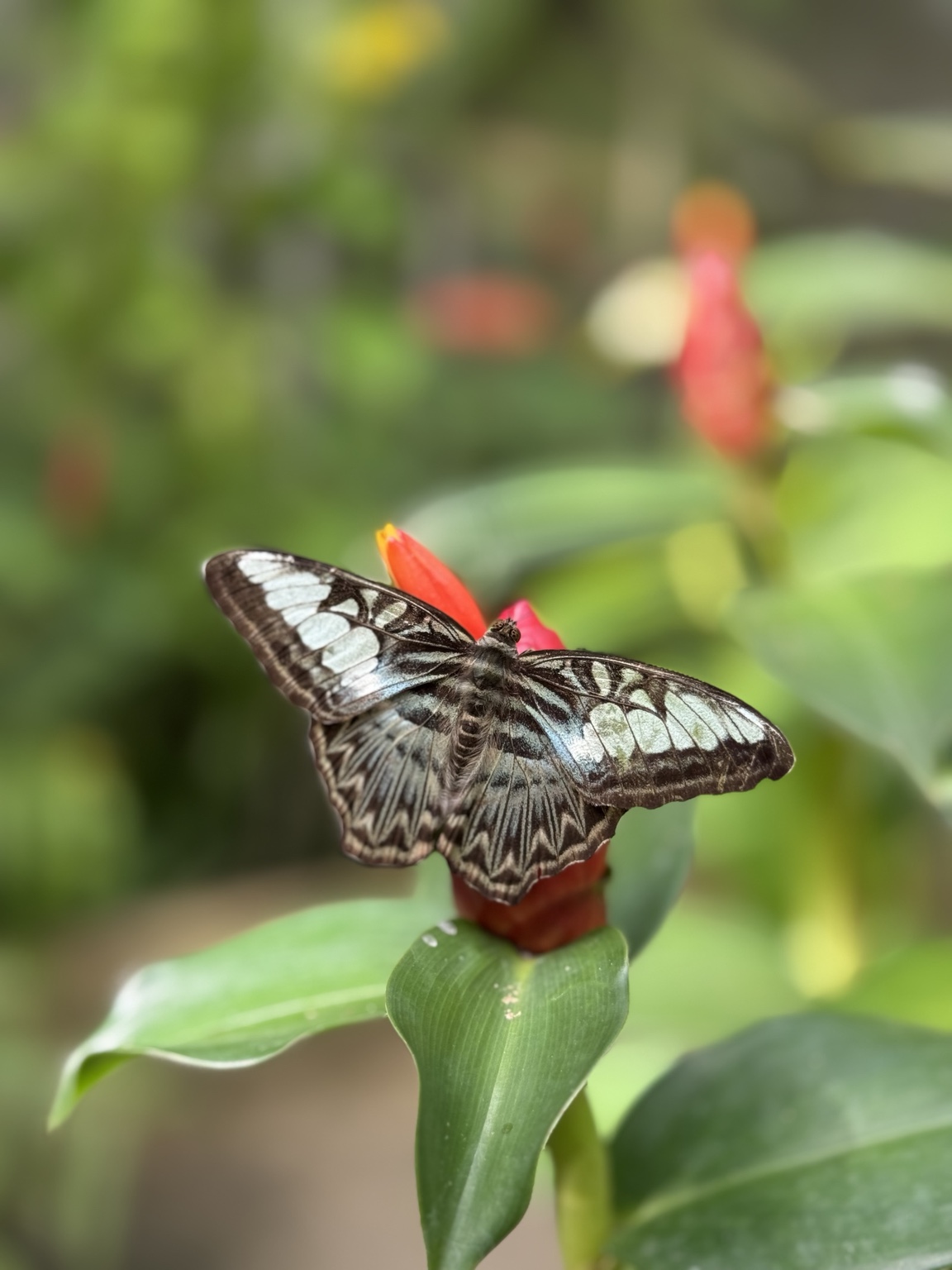 A black-and-white patterned butterfly rests with open wings on a red flower against soft green foliage